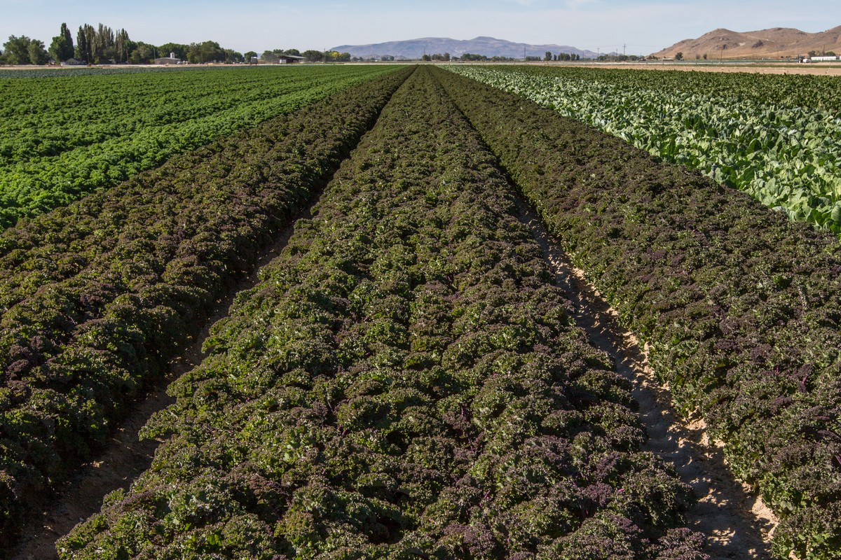Organic vegetable demand expected to pick up with warmer temperatures - Vimarsana News