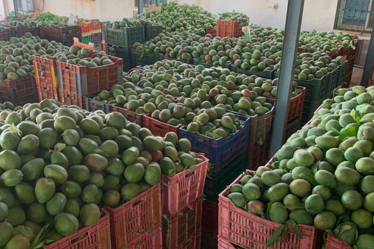 EU-opschorting Malinese mango’s blijft van kracht