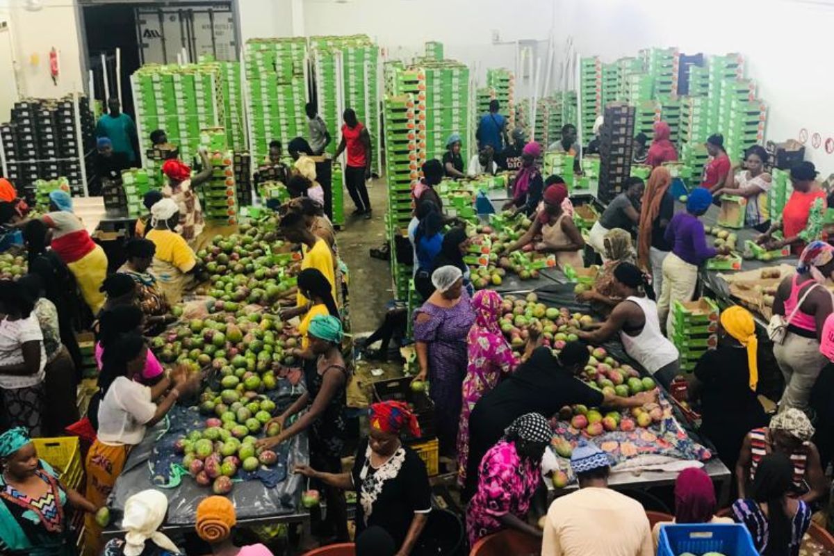Better outlook for the Senegalese organic mango campaign - Vimarsana News