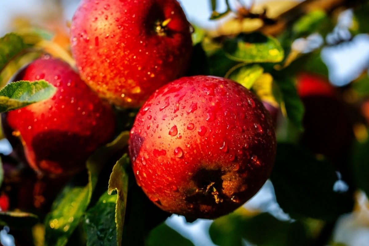 Organic apple, pear, and cherry availability growing to meet demand - Vimarsana News