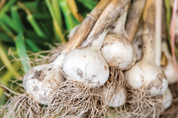 Specialty growers doing spring preparations at Illinois farms - Vimarsana News