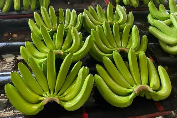 Vietnam overtakes the Philippines as the largest banana exporter to China - Vimarsana News