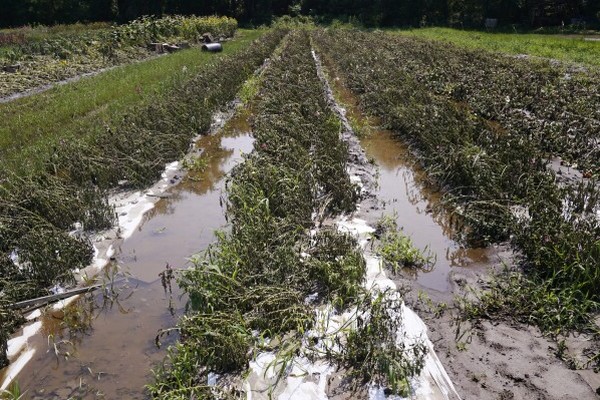 Vermont farms are still recovering from last year's flooding - Vimarsana News