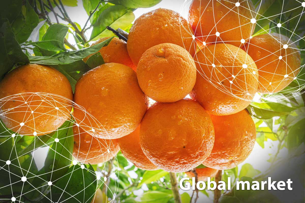 GLOBAL MARKET OVERVIEW ORANGES - Vimarsana News