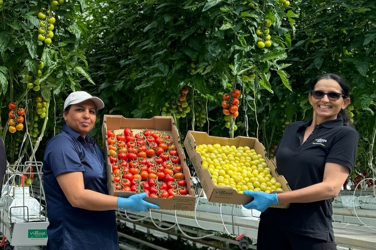 Celebrating harvest of British Columbia greenhouse vegetables - Vimarsana News