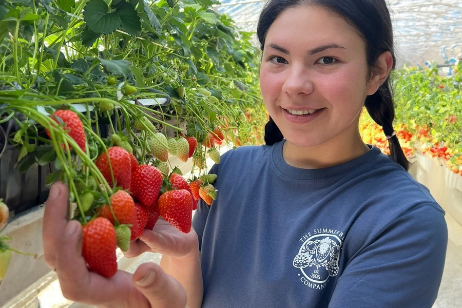 First commercial quantities of UK strawberries set to hit supermarket shelves - Vimarsana News