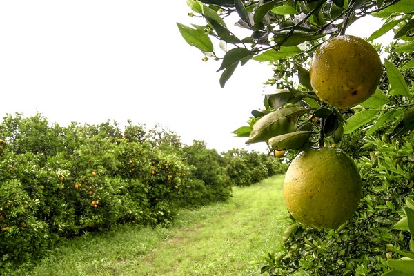 Invasive pests and diseases menace California's citrus - Vimarsana News