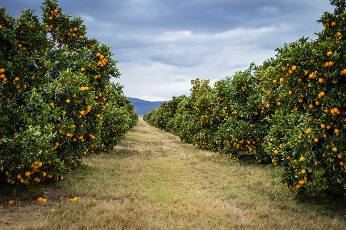 "Unusual start to South Africa's 2024 citrus season" - Vimarsana News
