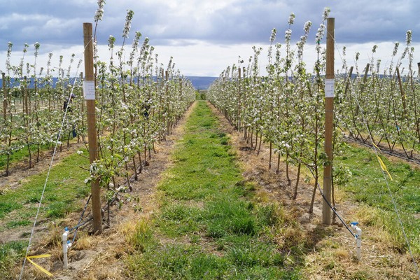Drought emergency declared in Washington - Vimarsana News
