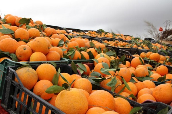 Prices for oranges in Egypt have fallen to 15 cents per kg - Vimarsana News