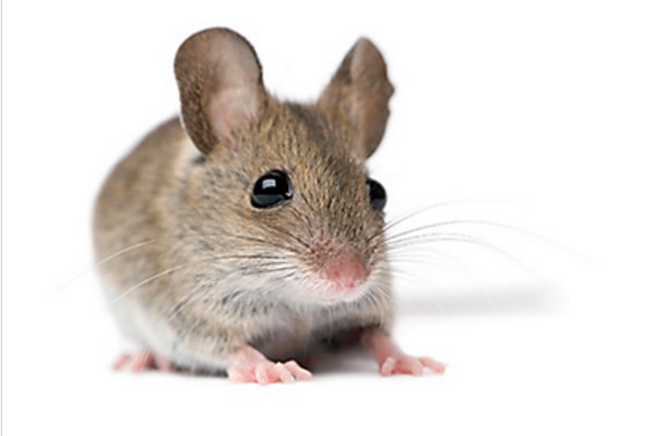 Zespri faces potential loss due to mouse infestation in kiwifruit shipment - Vimarsana News