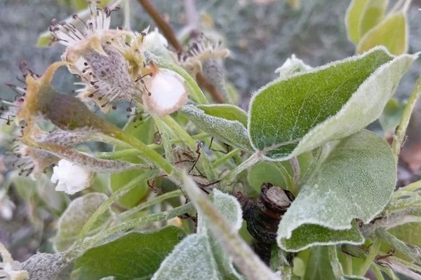 Frosts damaged part of Ukraine's harvest of early apples and stone fruits - Vimarsana News