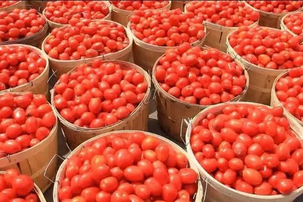 Caterpillar invasion in Kano state leads to significant losses for tomato farmers - Vimarsana News
