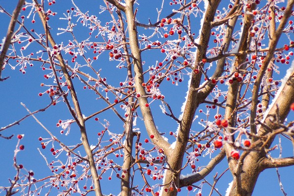 Massachusetts farmers fight frost to save crops - Vimarsana News