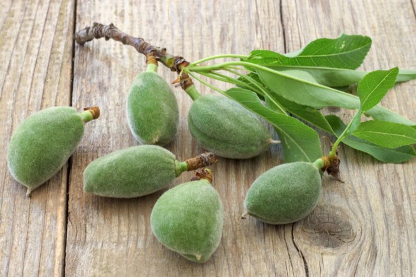 Bearing almond acreage drops slightly – first time in decades - Vimarsana News