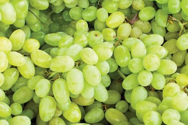 Total grape export volume amounts to 181,396 tons up to April 15th - Vimarsana News