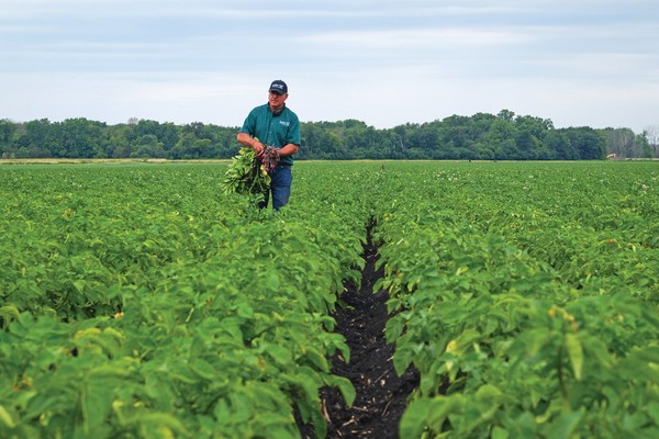 Wisconsin experiences vegetable crop acreage reduction - Vimarsana News
