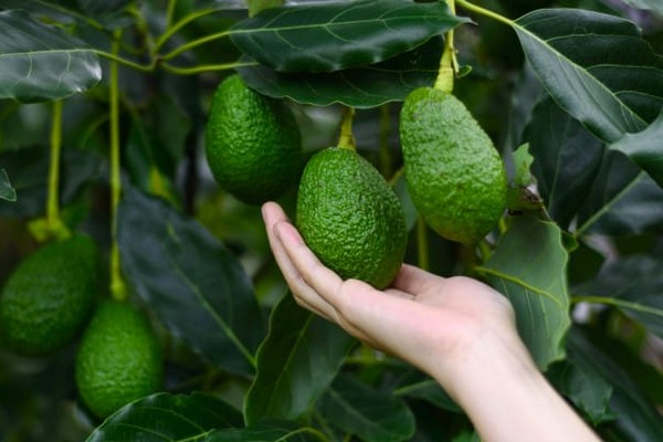 FAO questions current agricultural expansion of berries, and avocados in Jalisco - Vimarsana News