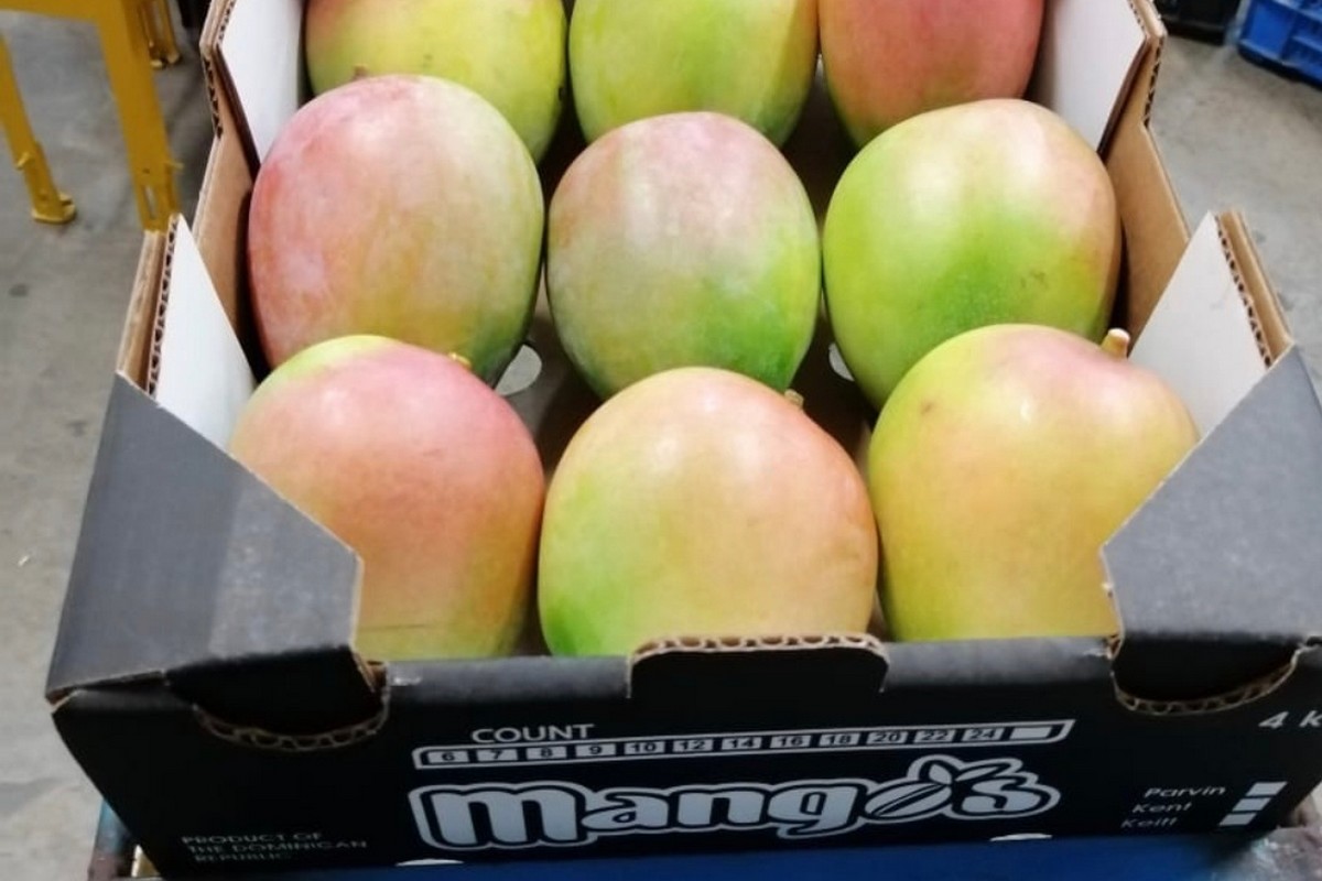 Dominican Republic mango production to increase by 15% in 2024 season - Vimarsana News