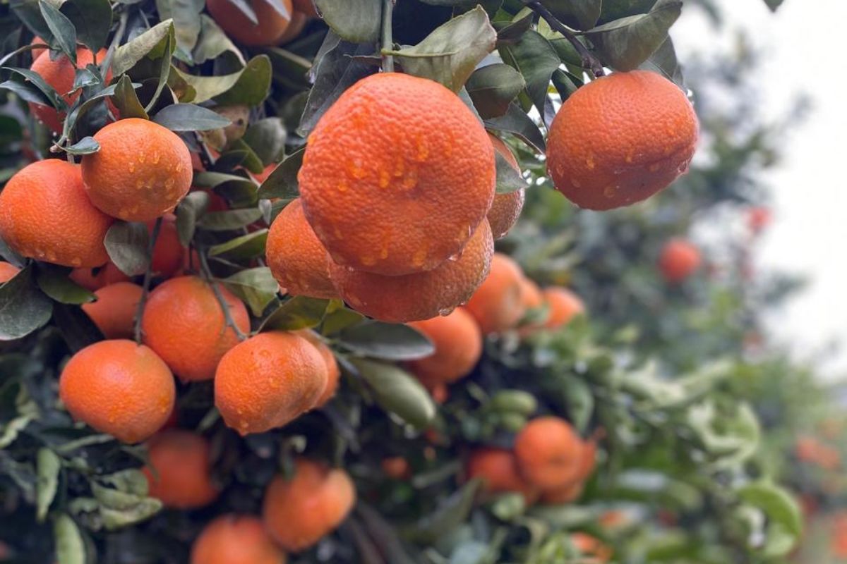 A difficult season for Moroccan citrus - Vimarsana News
