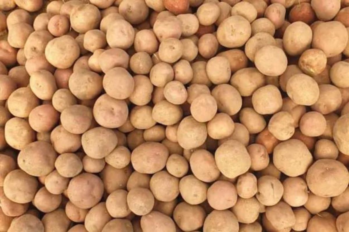 Egyptian potato exports to Asia immune to red sea crisis - Vimarsana News