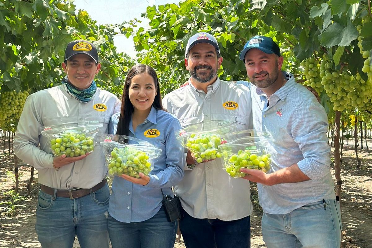 "We're able to hit an early grape window in Jalisco and extend the Sonora season" - Vimarsana News