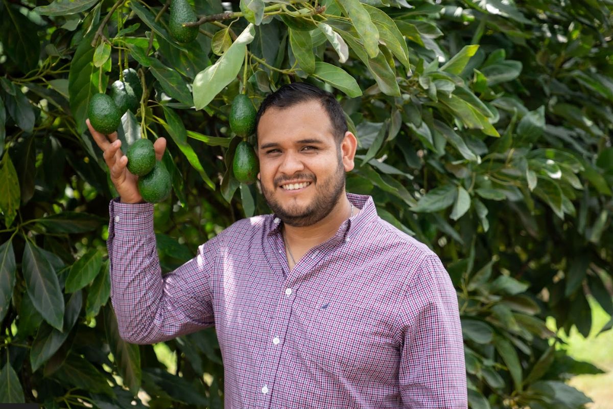 Fairtrade organic avocados now offered in Canada - Vimarsana News