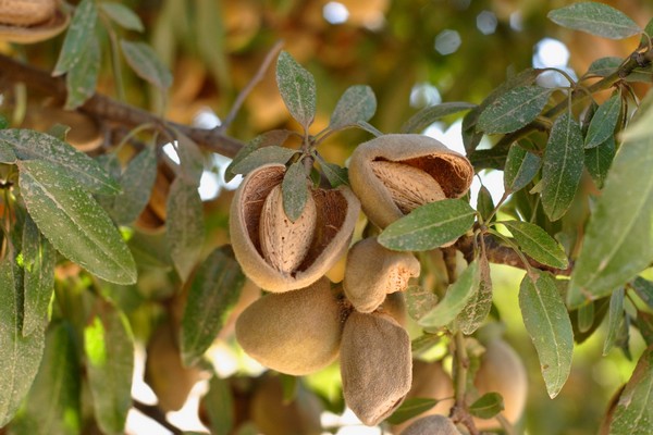 US bearing almond acreage drops for the first time since 1995 - Vimarsana News