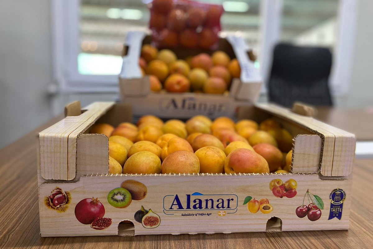 New season of Turkish apricots looks promising - Vimarsana News