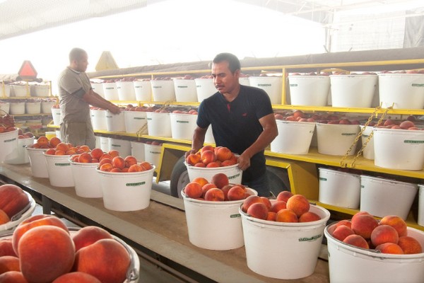 Joint venture acquires Prima Wawona packing houses in the U.S. - Vimarsana News