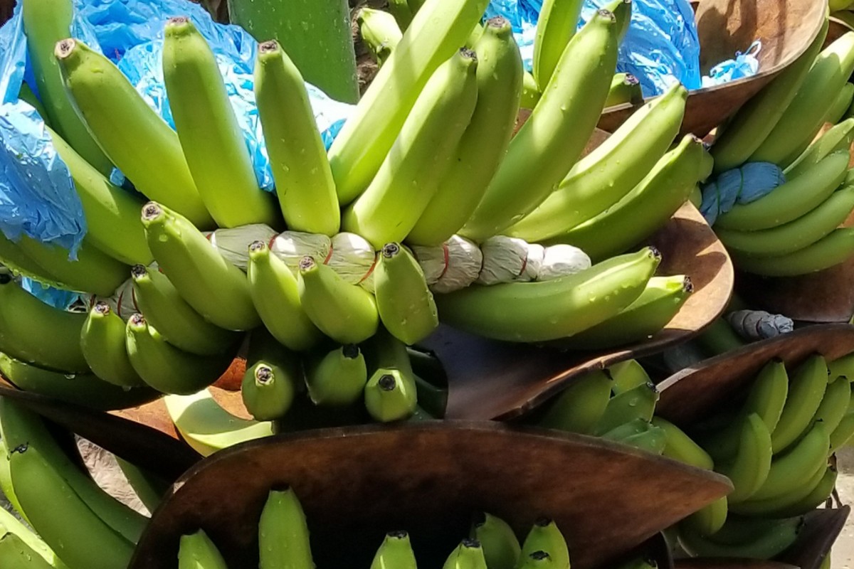 Banana movement stays steady while plantain market gains strength - Vimarsana News