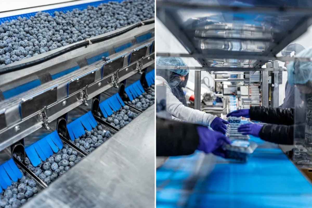 Ample blueberry supply pressures pricing - Vimarsana News