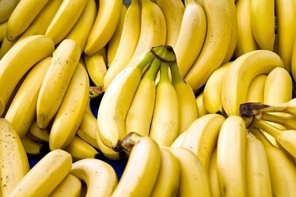 Banana research in North Carolina aims to combat deadly fungus - Vimarsana News