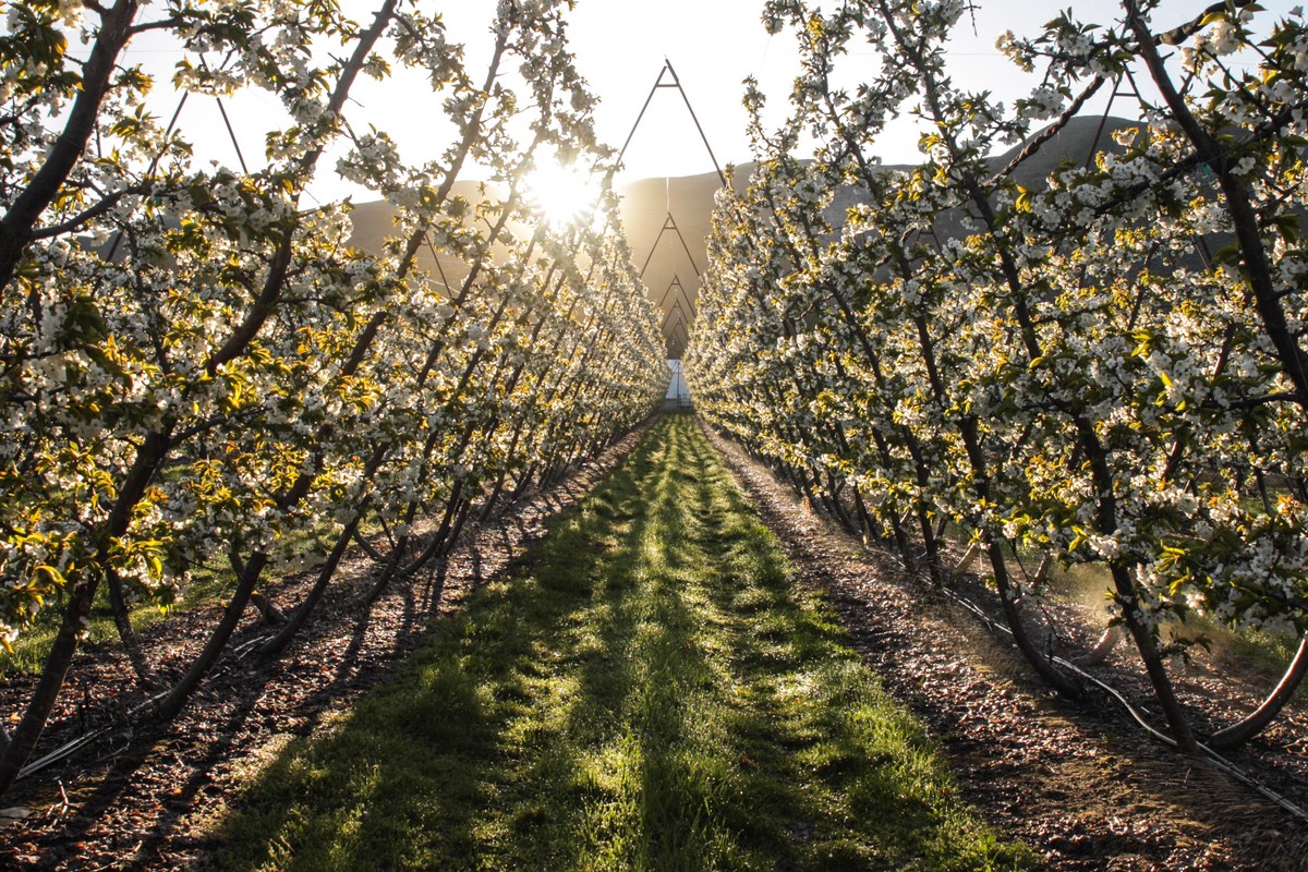 Cherry shipments to double this summer - Vimarsana News