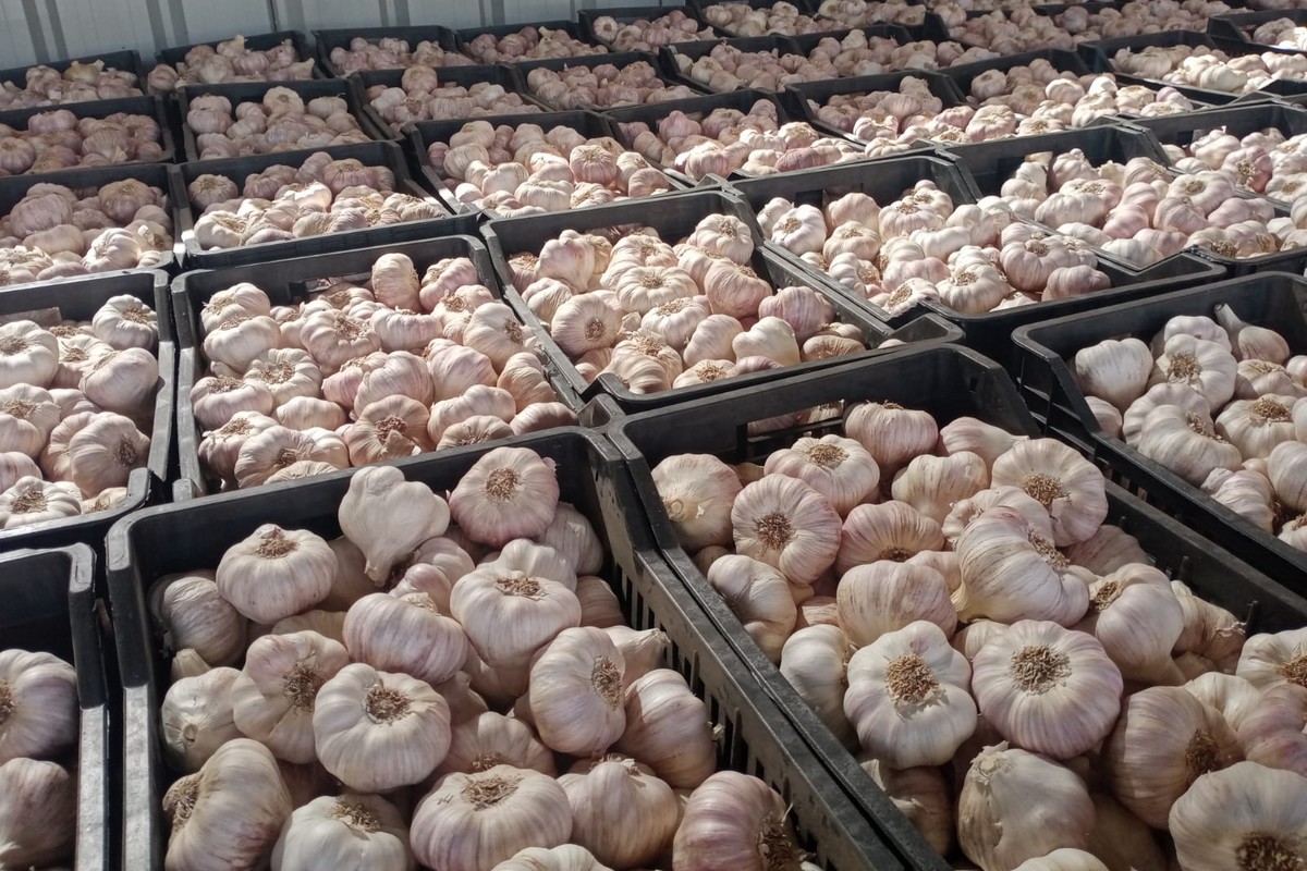 Much better season for Egyptian dry garlic - Vimarsana News