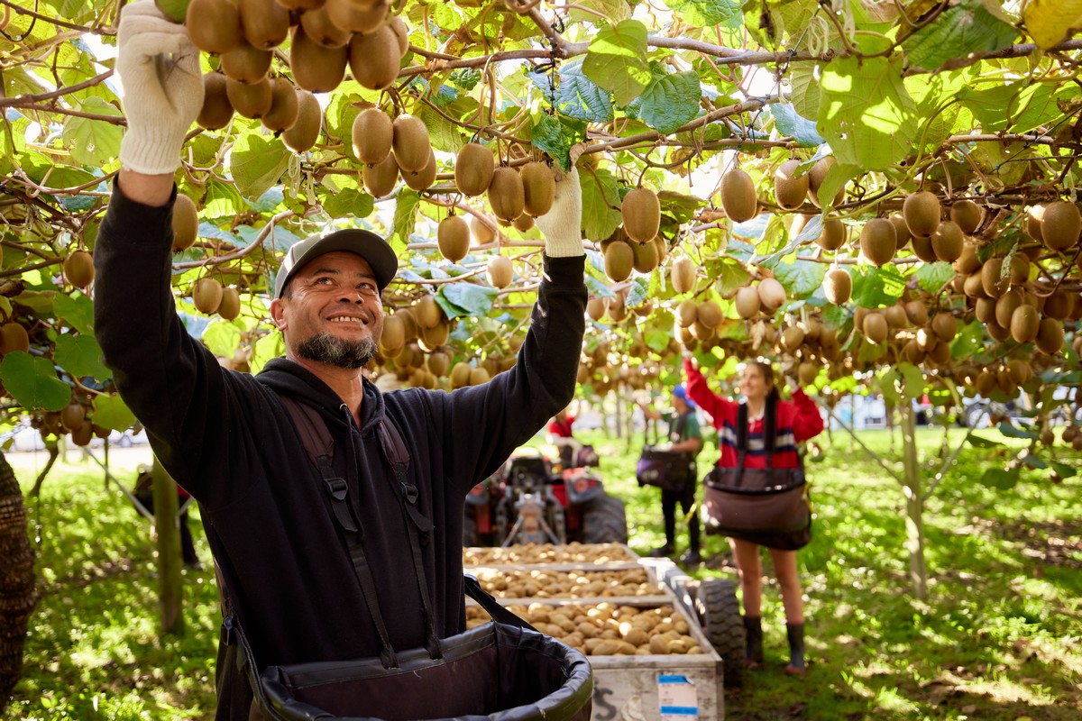 Early arrival of New Zealand SunGold kiwifruit in U.S. market - Vimarsana News