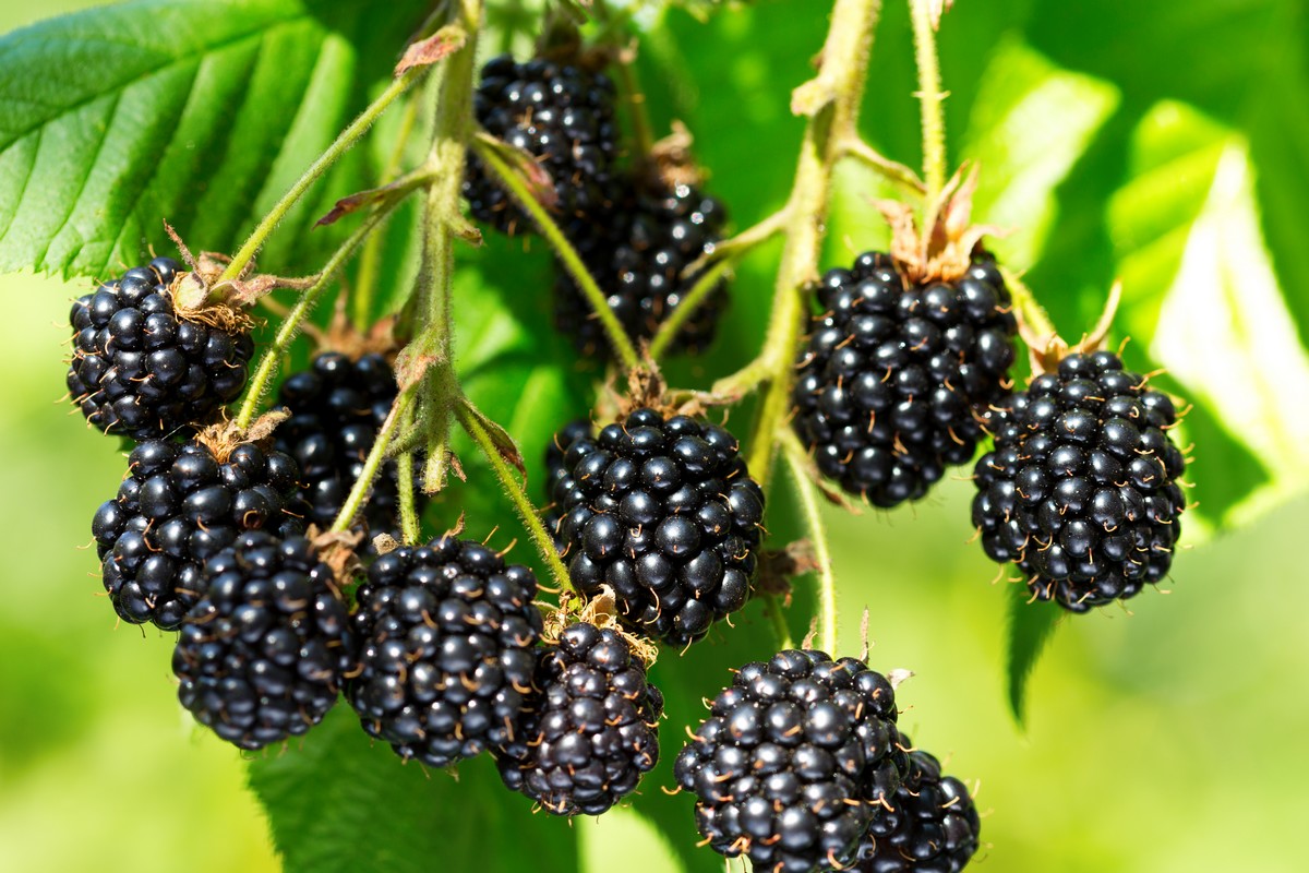 Research brings new blackberry variety to Arkansas - Vimarsana News