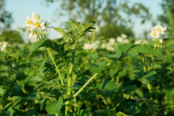 Study looks at challenges of climate change on potato production in Canada - Vimarsana News