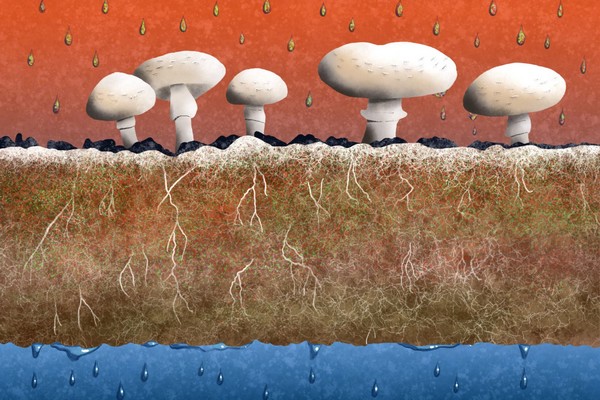 Residual waste from mushroom cultivation removes pollutants from water - Vimarsana News