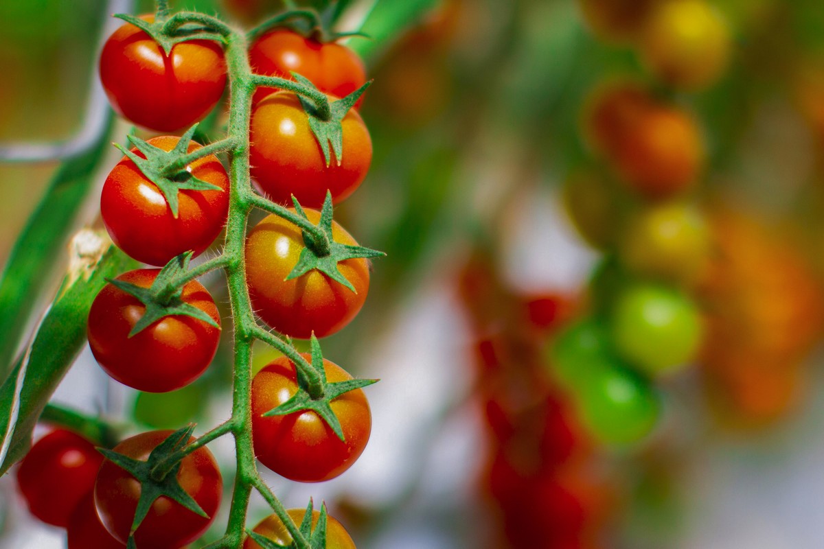 Reaction to ruling on tomato imports from Mexico - Vimarsana News