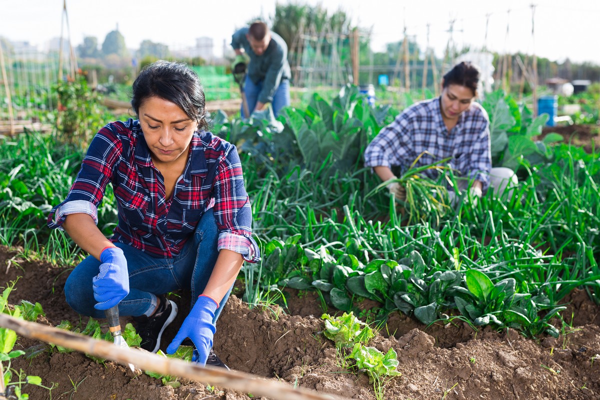 Improving protections for H-2A workers in the United States - Vimarsana News