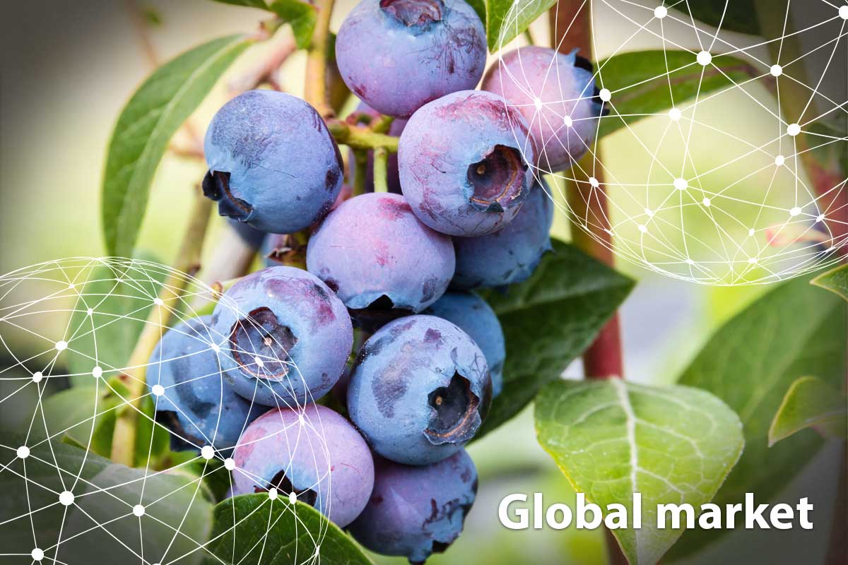 GLOBAL MARKET OVERVIEW BLUEBERRIES - Vimarsana News