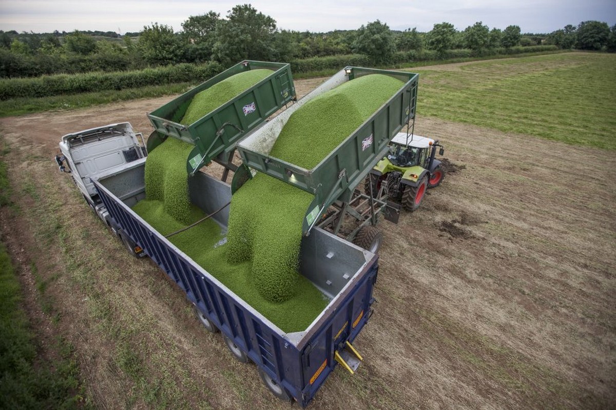 British Vining Pea and Bean 2024 Conference - Vimarsana News