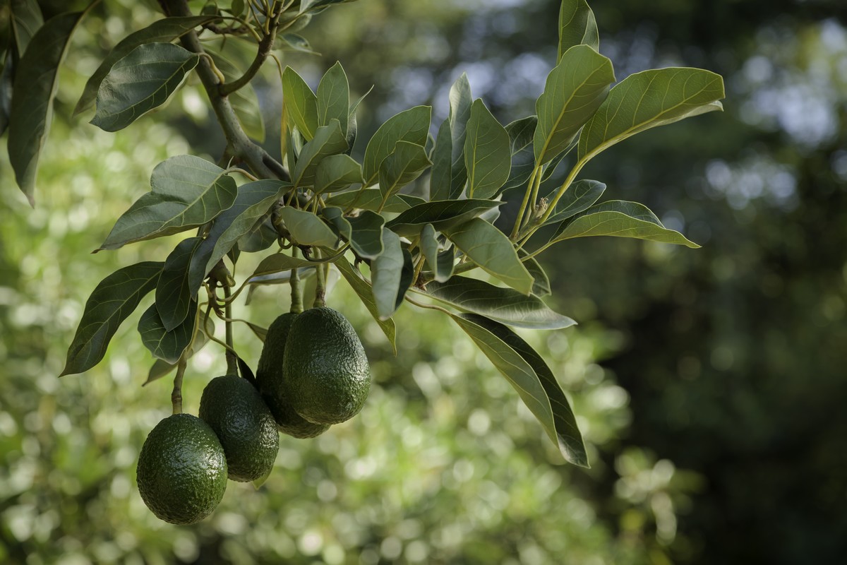 Westfalia Fruit brings Kenyan avocados to Indian market - Vimarsana News