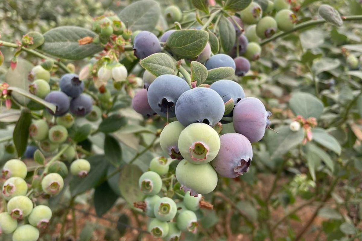 Egyptian blueberry prices down 50% on last season - Vimarsana News