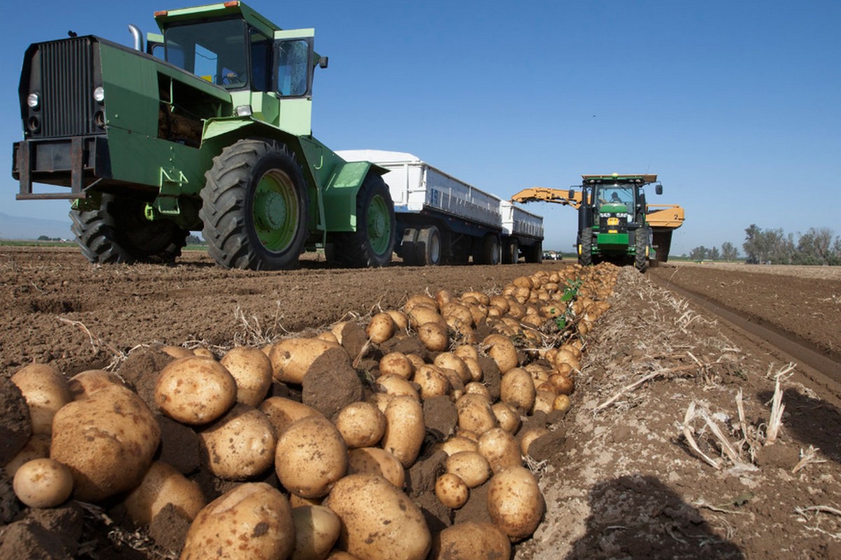 Foodservice chipping potato heads to retail - Vimarsana News