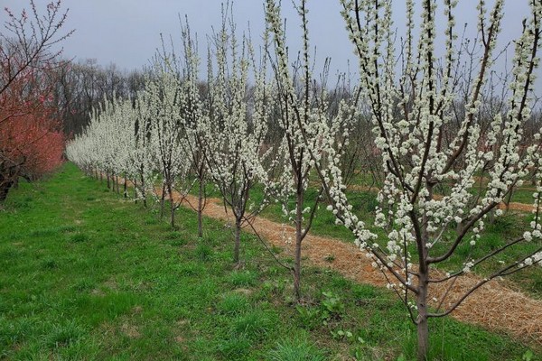 Michigan peach growers face economic strain from warm winter - Vimarsana News