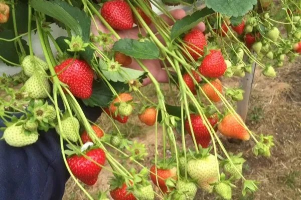 Heatwave may bring strawberry crop forward and cause a few quality issues