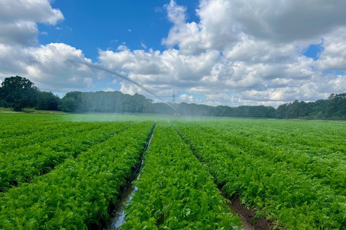 “De Britse worteloogst zal vrijwel doorlopen tot het nieuwe seizoen”
