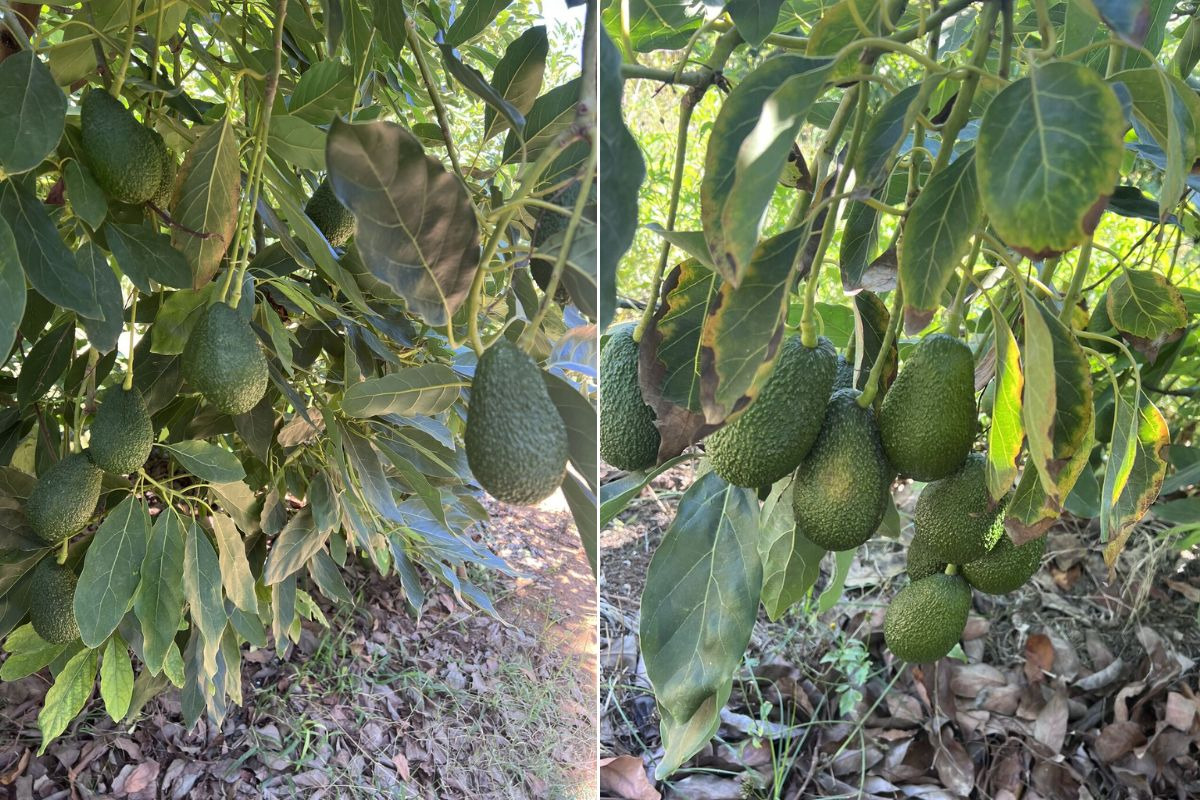 Marokko exporteerde dit seizoen 58.000 ton avocado's